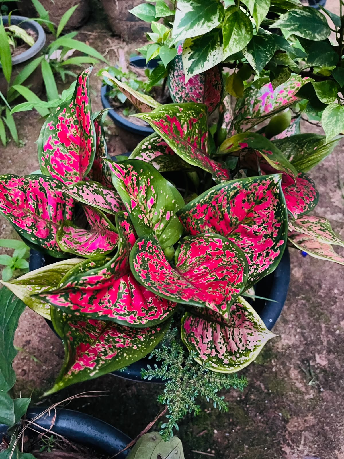 Greenfy featured plant