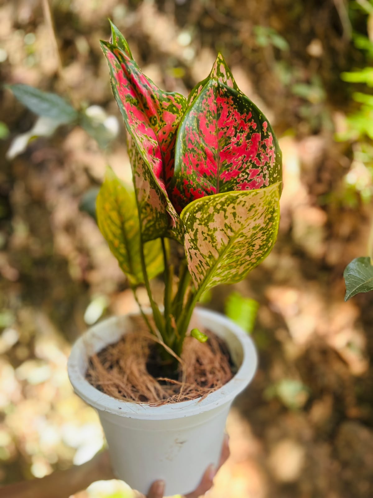 Greenfy decorative plant